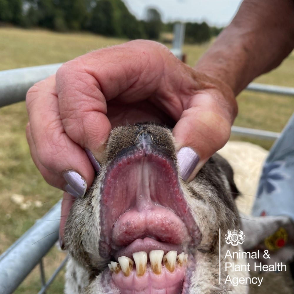 Sheep with ulcers on the dental pad